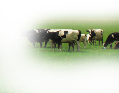 牛奶乳品奶業珍稀草飼牛奶合成創意海報